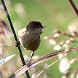 Petits oiseaux des roseaux