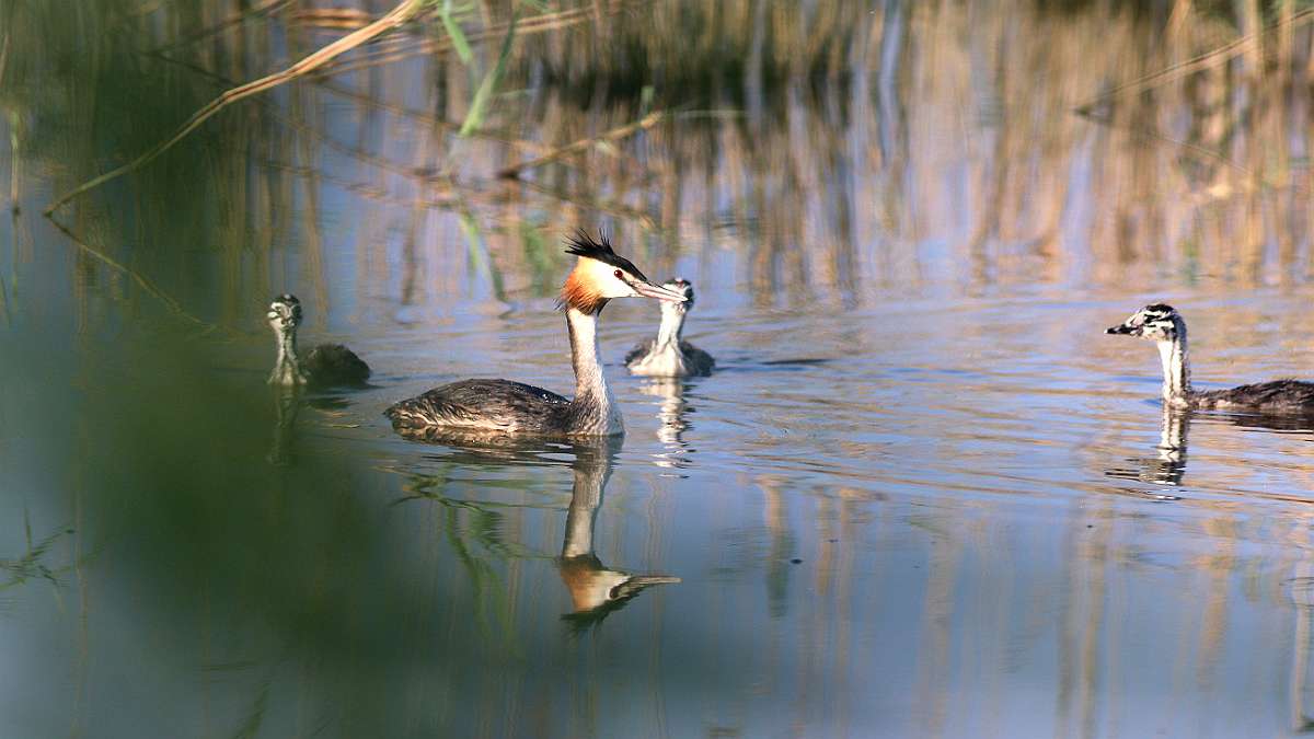 IMG_1009a11