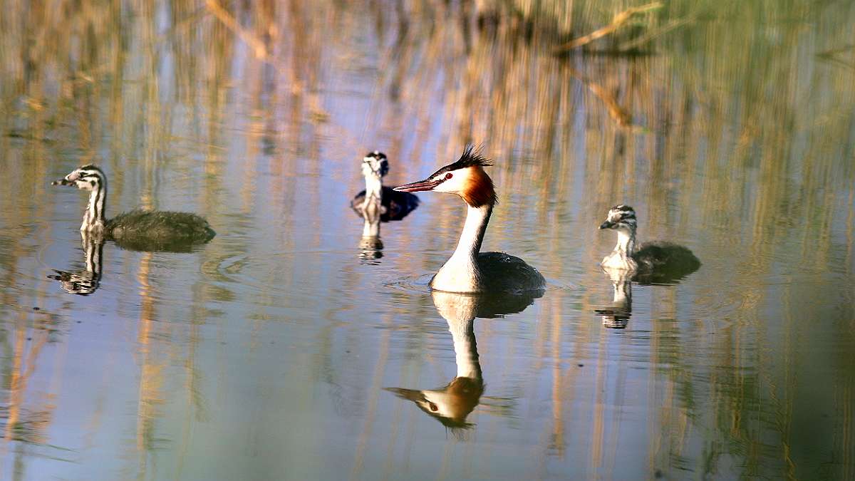 IMG_1012a1