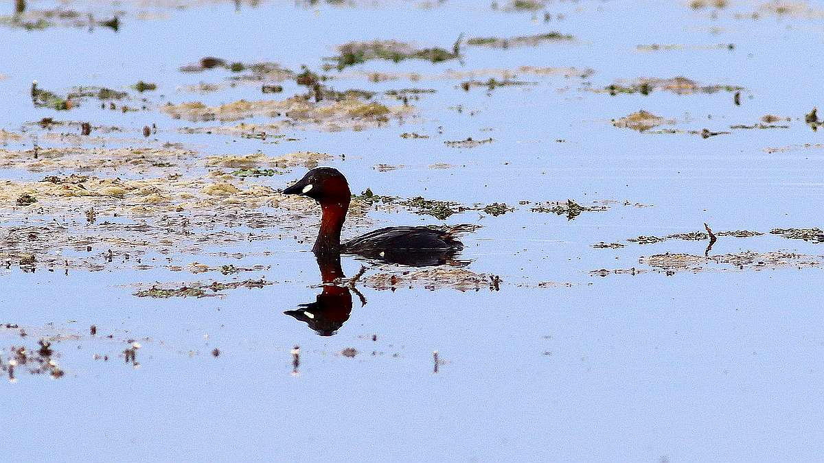 IMG_1430a