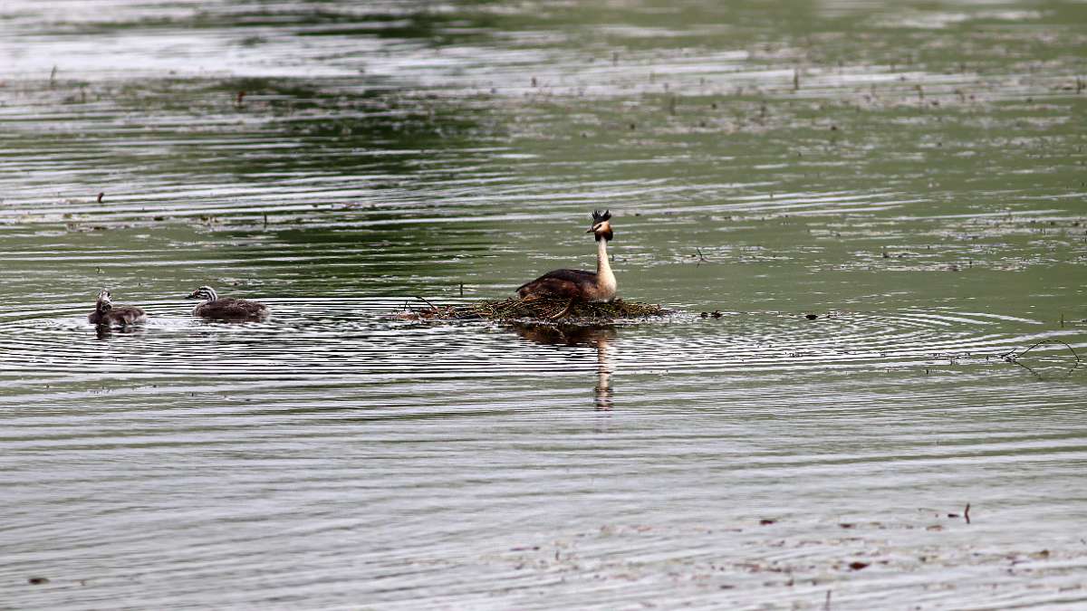 IMG_1631a