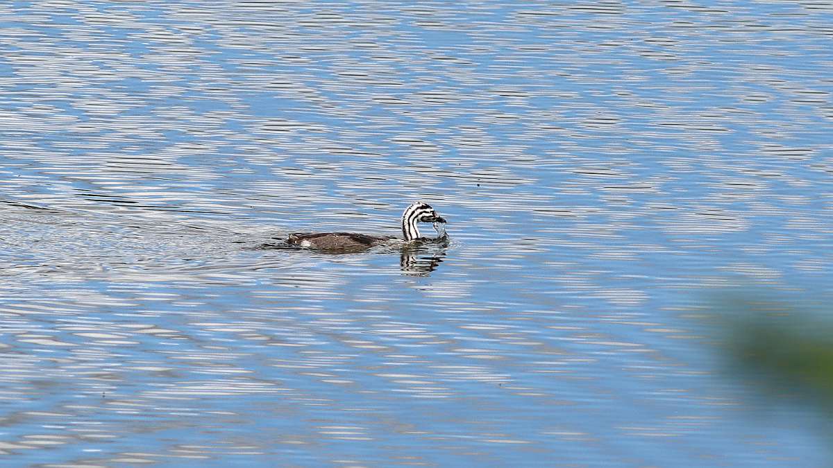 IMG_2098a