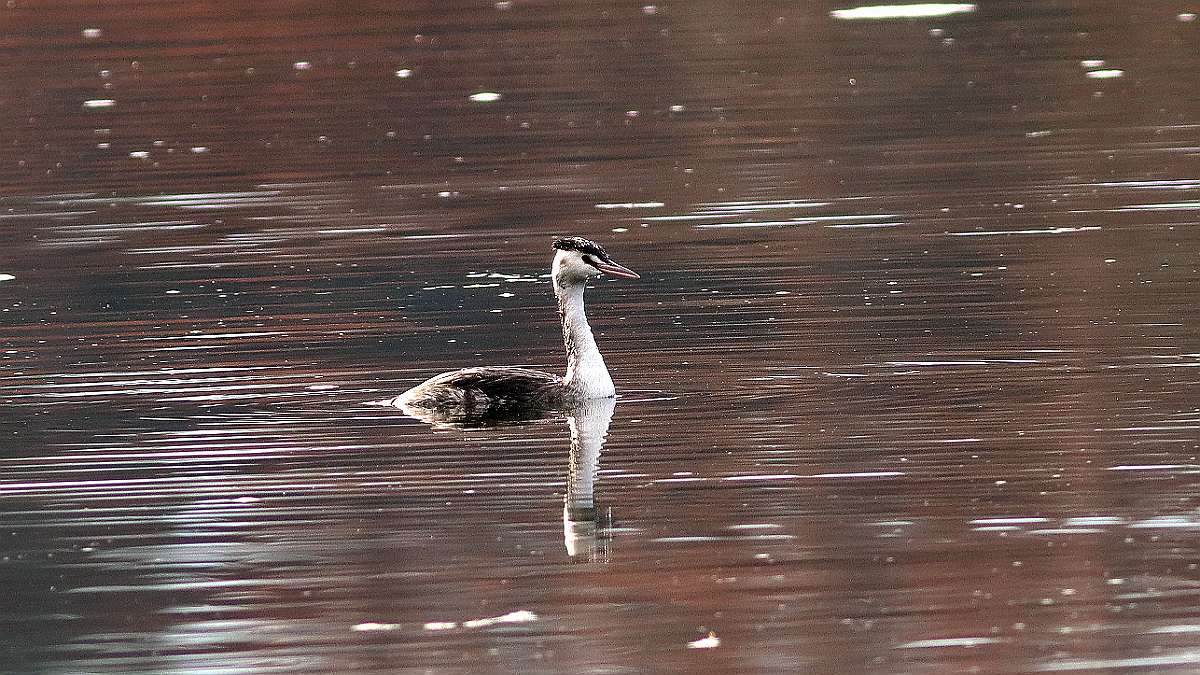 IMG_3070a