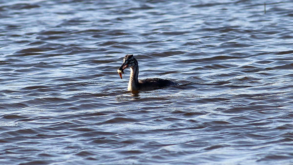IMG_5994a