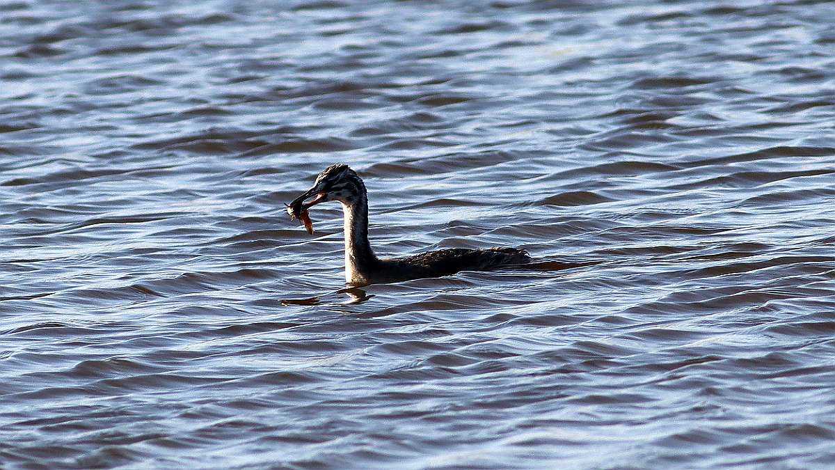 IMG_5995a