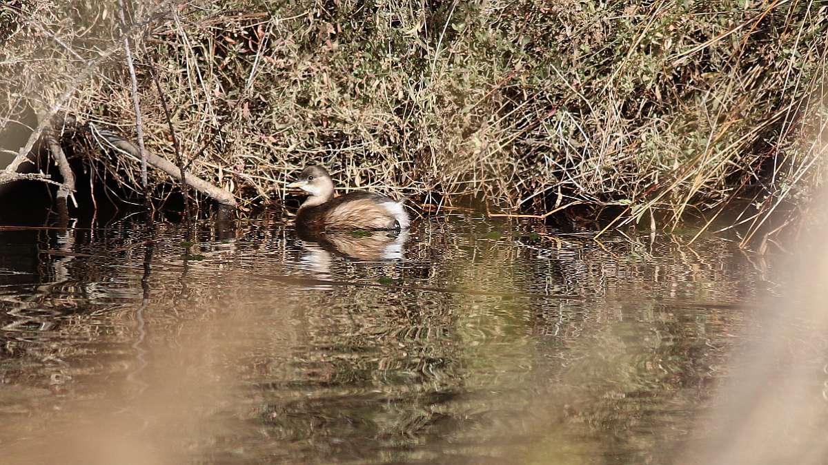 IMG_7329a