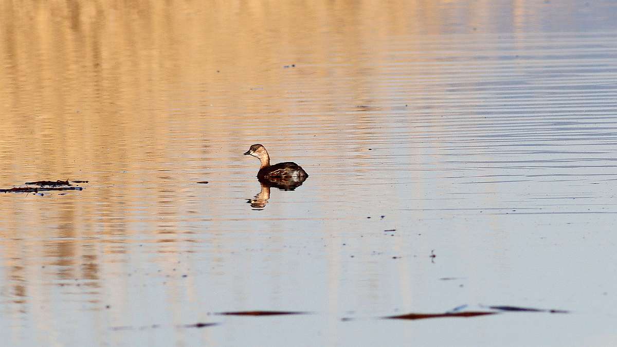 IMG_9263a