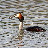 IMG_0052a