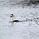 IMG_1781aa