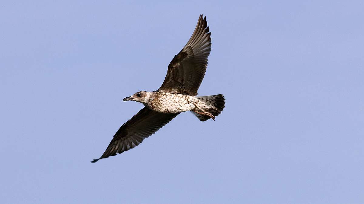 IMG_0953a