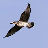 IMG_0953a