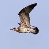 IMG_0954a