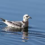 mouettes et goéland