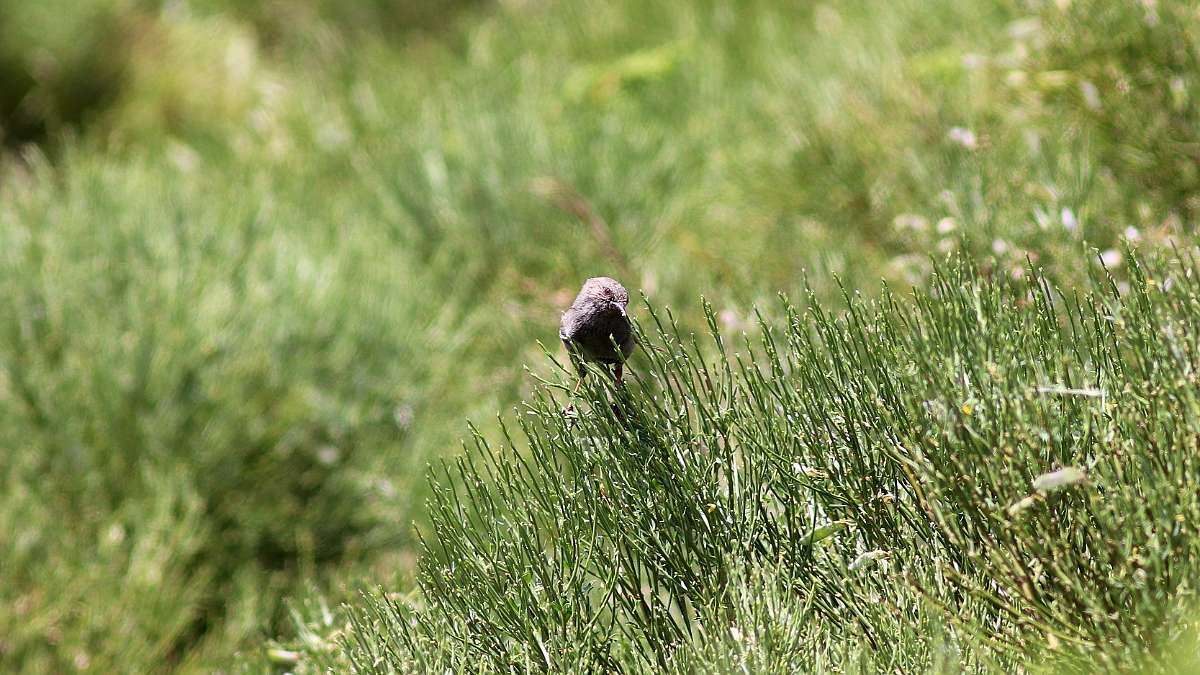 IMG_9922a