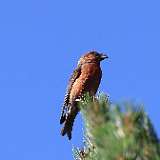 IMG_0346a
