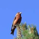 IMG_0351a