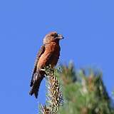 IMG_0353a