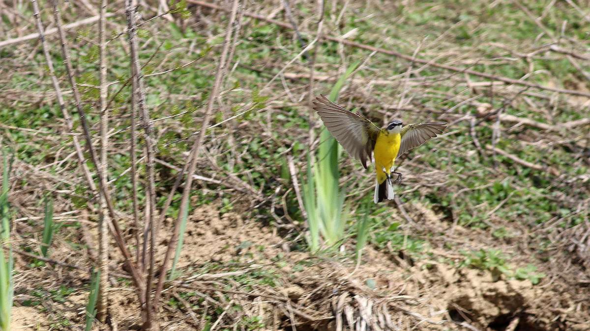 IMG_0120a