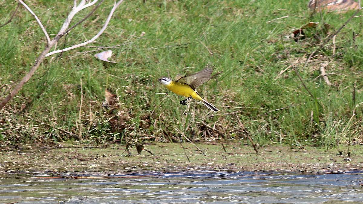 IMG_6174a