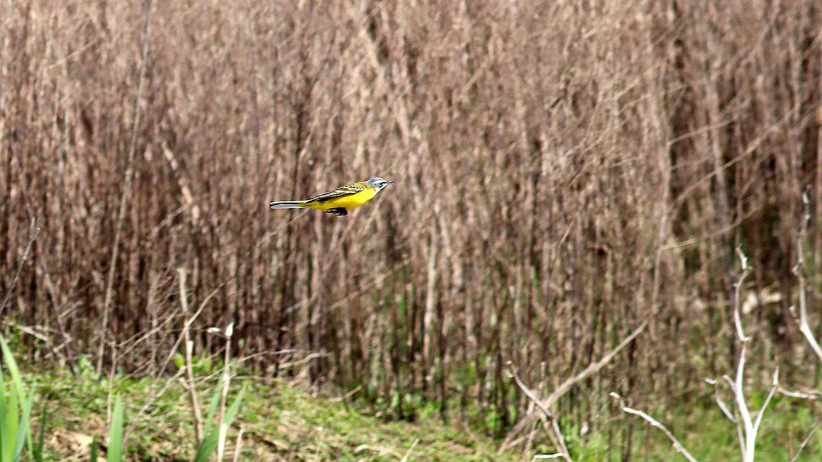 IMG_6177a