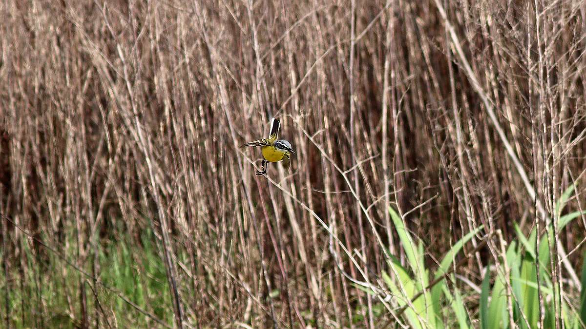 IMG_6200a
