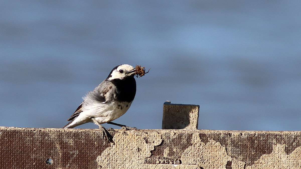 IMG_6284a