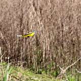 IMG_6177a