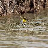 IMG_6183a