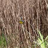 IMG_6200a
