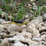 IMG_9681a