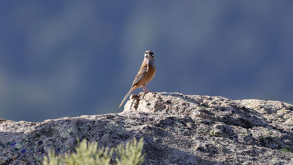 IMG_0923a