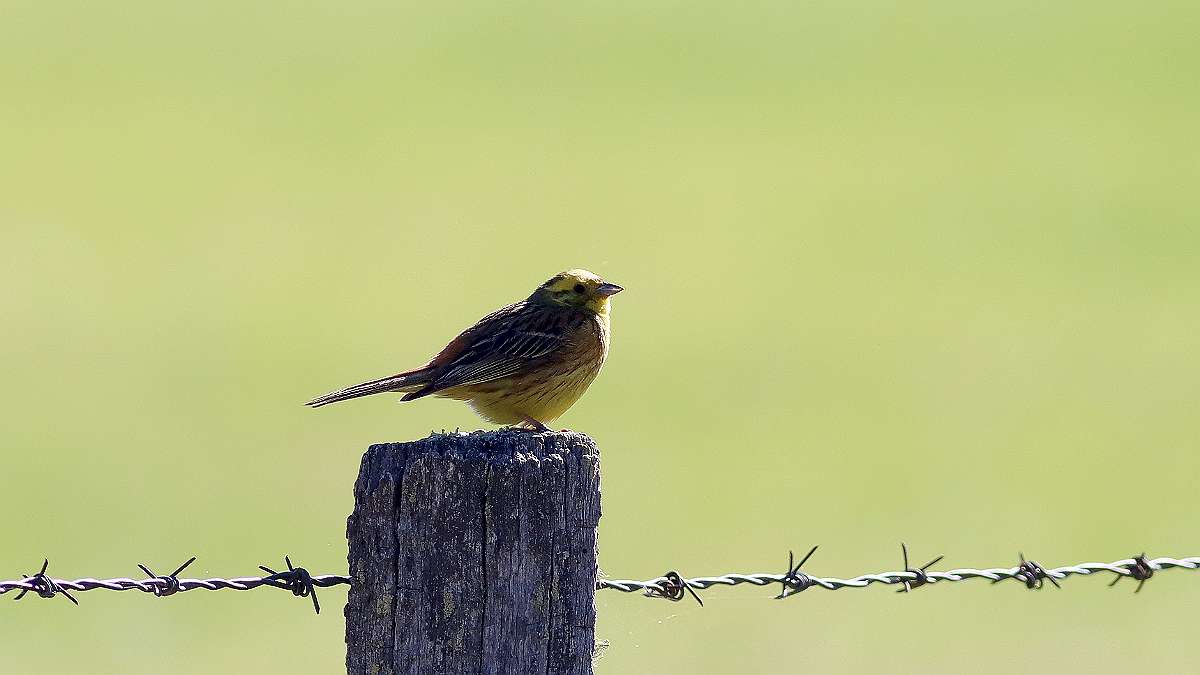 IMG_2111a
