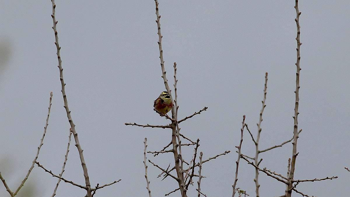 IMG_3485a