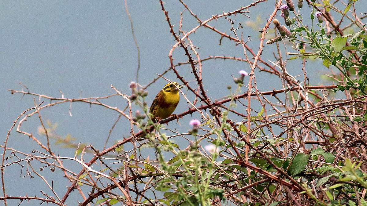 IMG_4606a