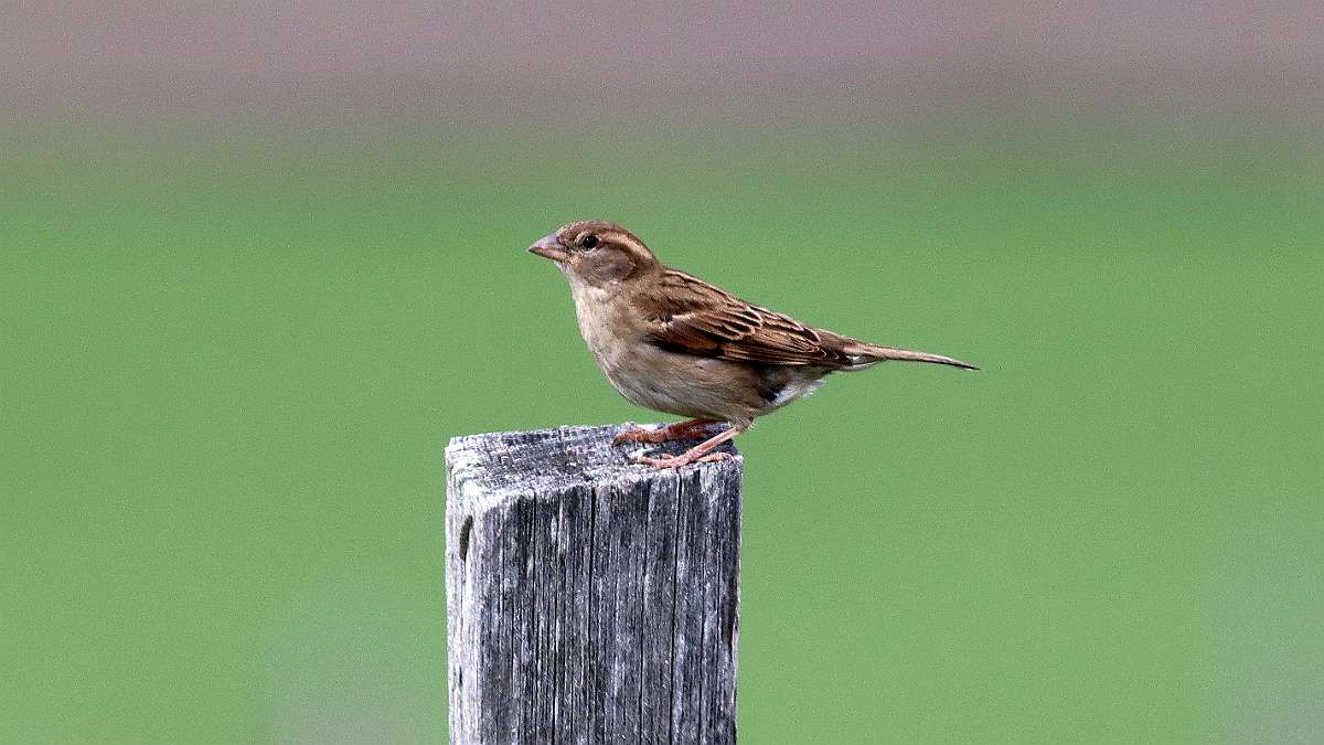 IMG_8867a