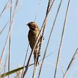 IMG_4472a