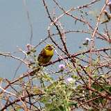 IMG_4606a