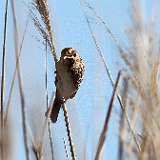 IMG_5031a