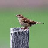 IMG_8867a
