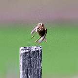 IMG_8868a