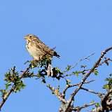 IMG_9055a