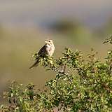 IMG_9062a