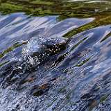 IMG_0728a