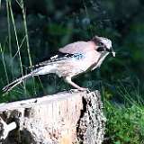 IMG_0755a