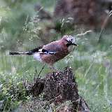IMG_9939a