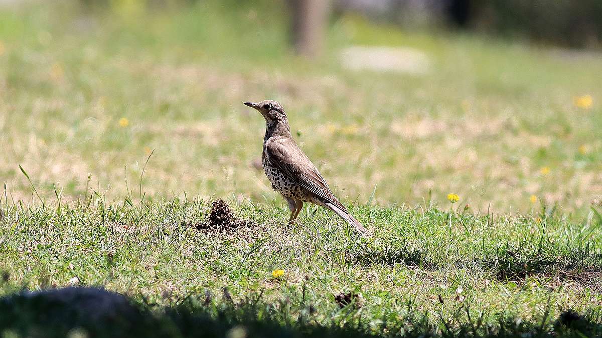 IMG_0542a