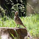 IMG_0570a