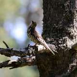 IMG_0573a