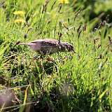 IMG_0707a