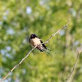 IMG_0103a